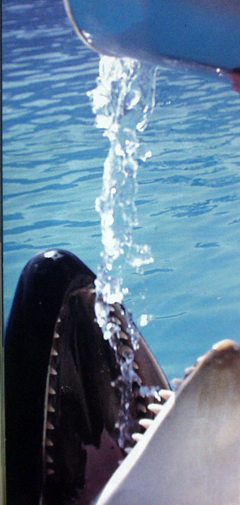 Untitled-1.jpg (97479 bytes)